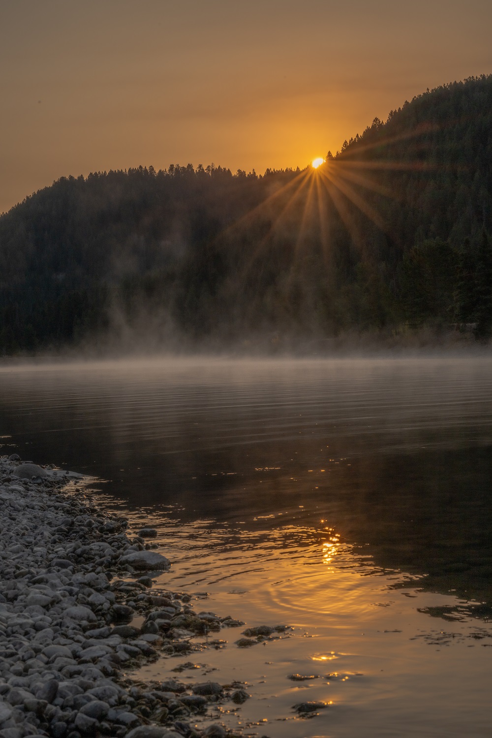 Misty river sunrise with golden starburst light through trees, jackson wyoming, landscape photography by Tammy Jaquith Photography